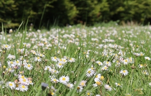 Belle journée ensoleillée sur la pelouse